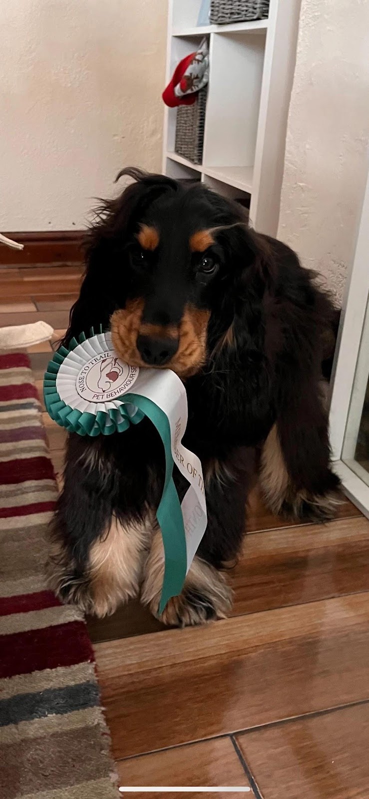 Yogi the cocker spaniel carrying his rosette which he won for being the bestest boy!