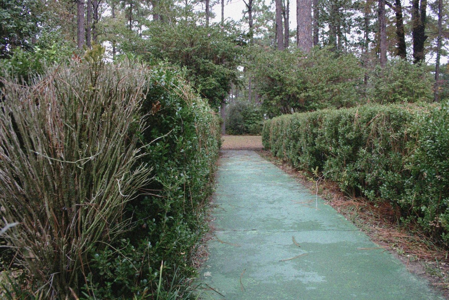 A path between bushes and trees AI-generated content may be incorrect.