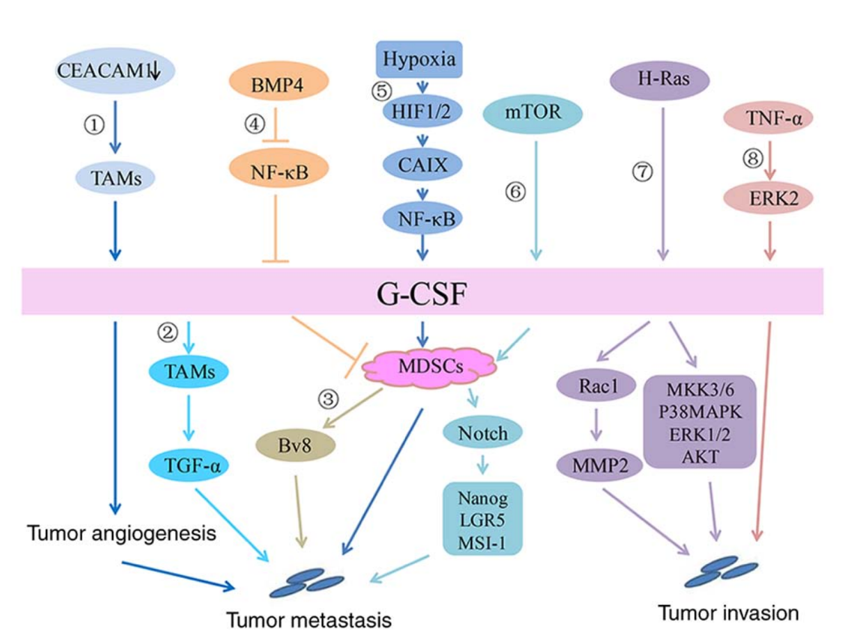 A diagram of a cancer cell

Description automatically generated