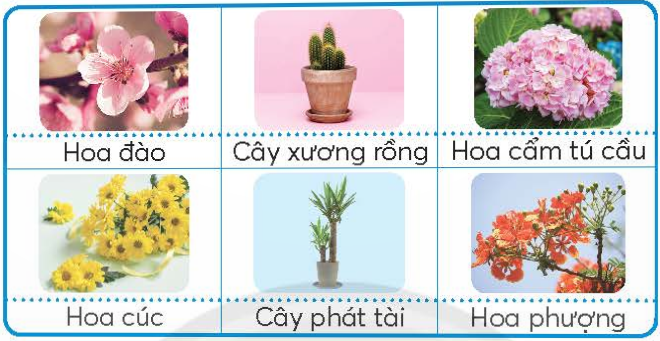 BÀI 1. HOA VÀ CÂY CẢNH QUANH EM