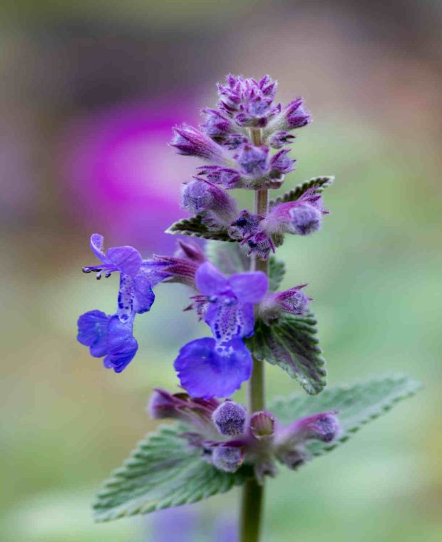 flourishing catmint Walker’s Low