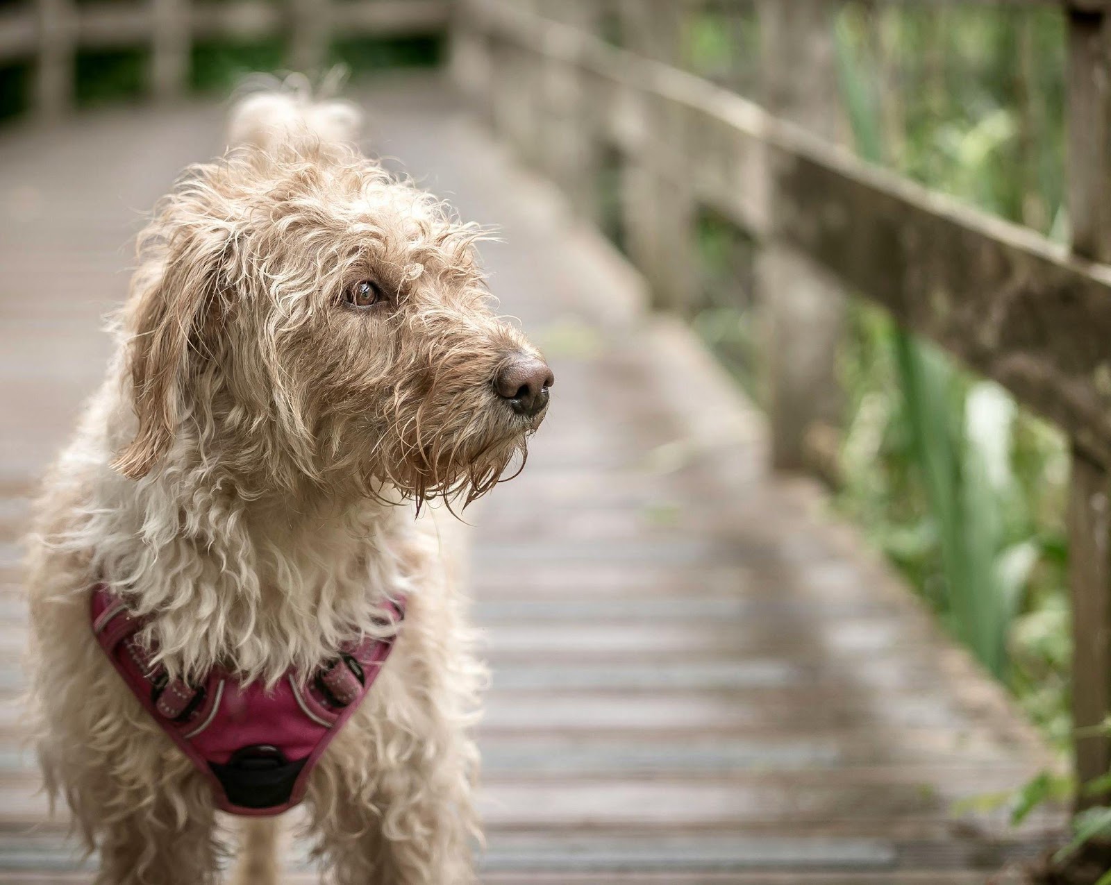 DIY Doggy Detangler