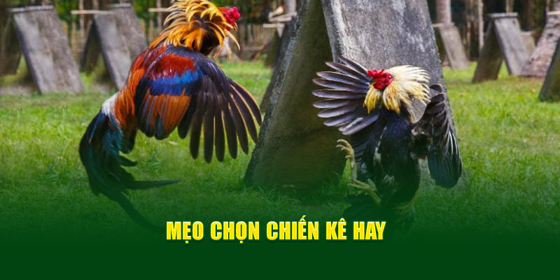 Mẹo chọn chiến kê hay 