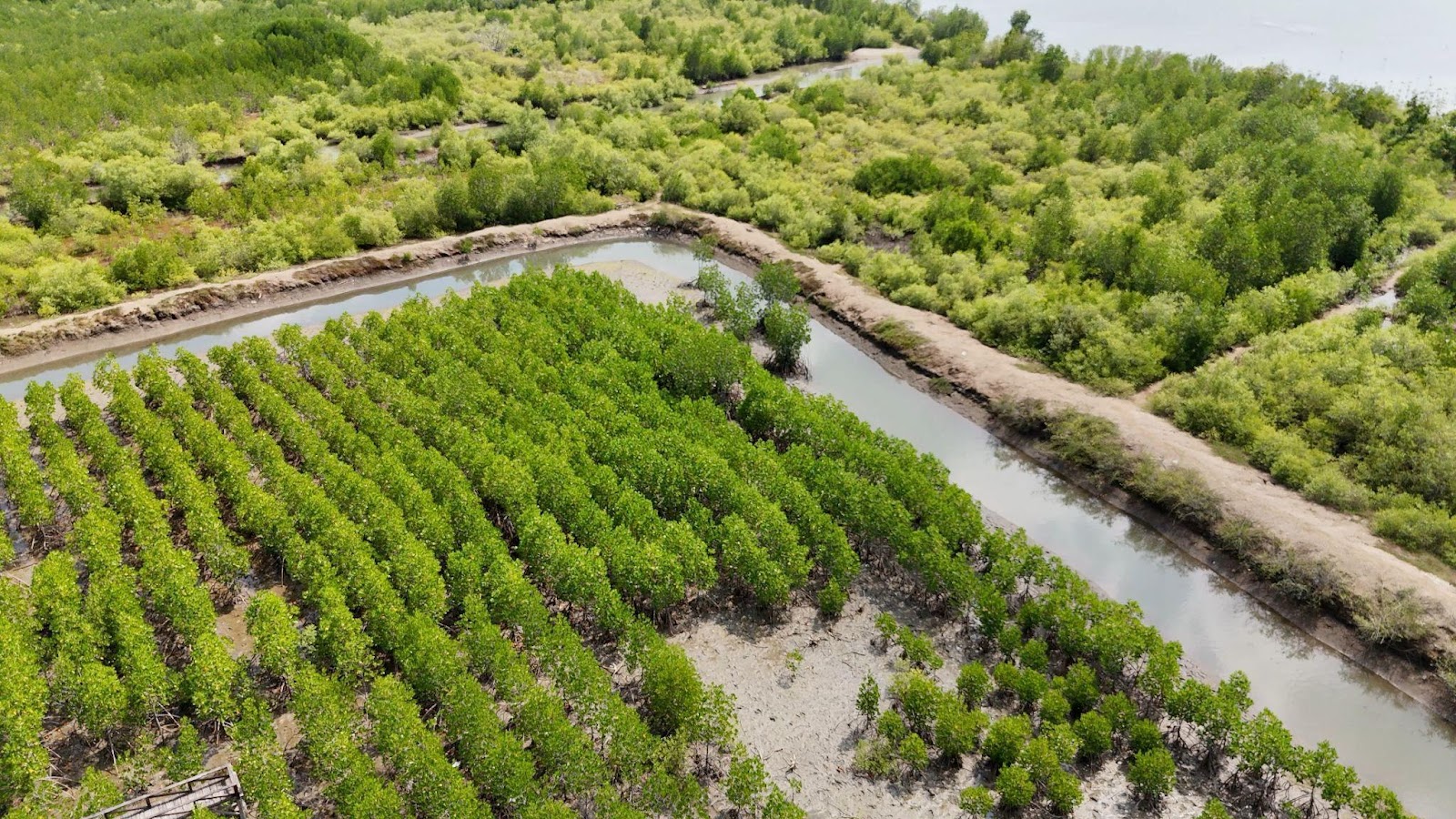 Protecting mangrove ecosystems for coastal communities:Conservation International Venture with financial support from The Cocal-Cocal Foundation to launch innovative new climate resilience project