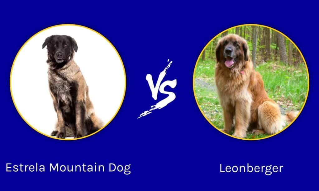 Estrela mountain dog vs leonberger