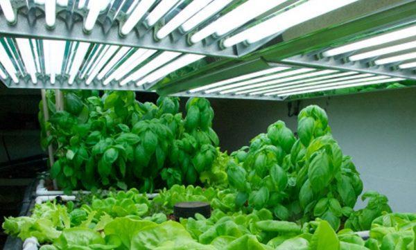 Flourished Plants Under Fluorescent Light