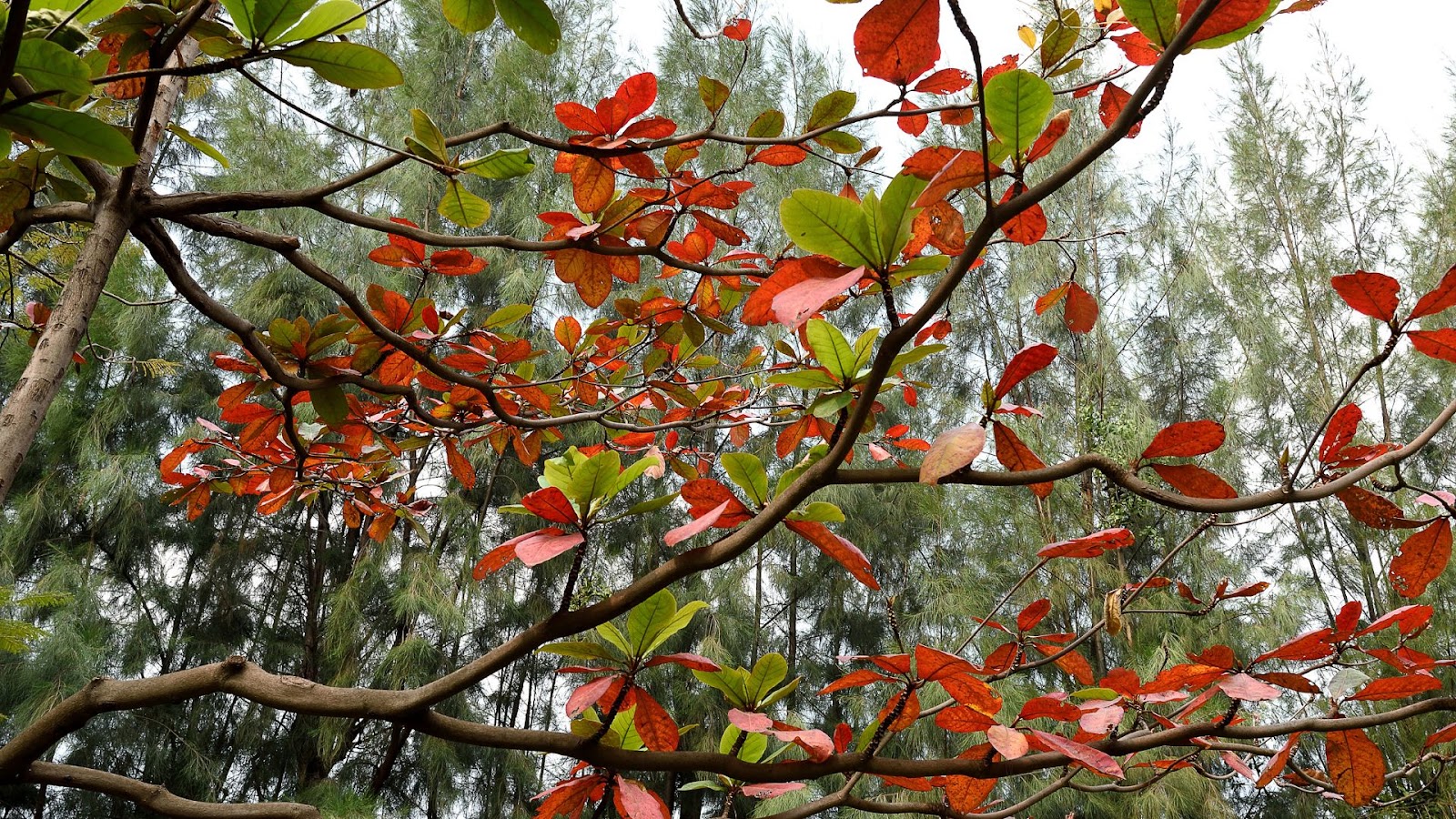 Indian Almond (Terminalia catappa)
