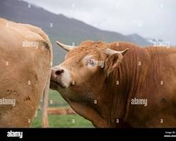 Image of Cow smelling