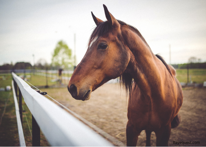 How Many Gallons of Water Does a Horse Drink a Day