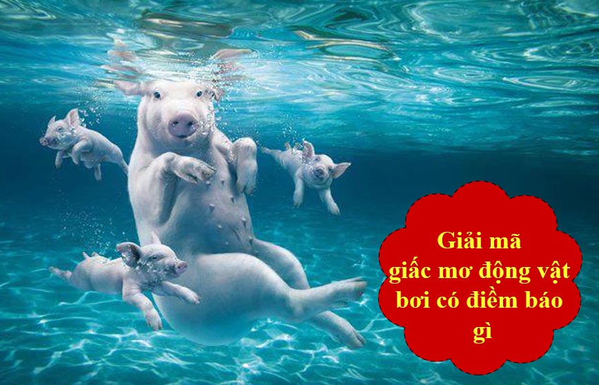 Giải mã giấc mơ mình bơi có điềm báo gì