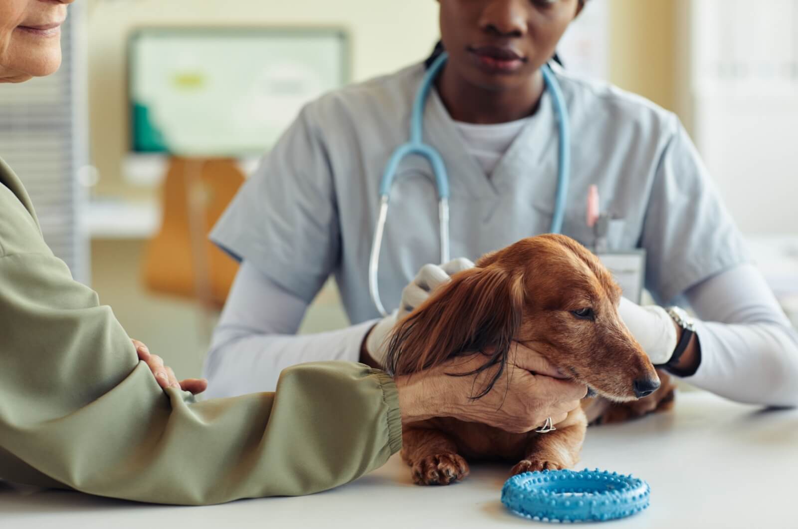 A close-up view of an older adult gently holding a small dog on a table during a vet examination.