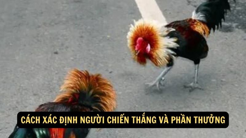 Cách xác định người chiến thắng và phần thưởng