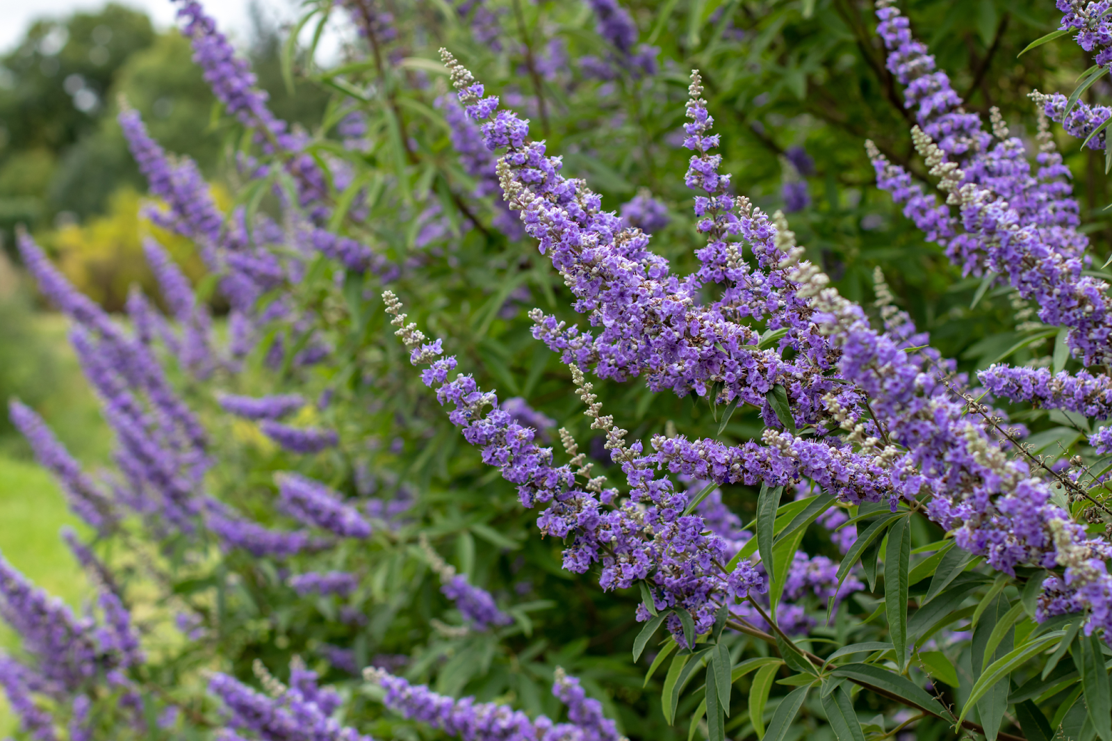 Chaste Tree covered in dense purple flowers, thriving from consistent seasonal care and tree service.