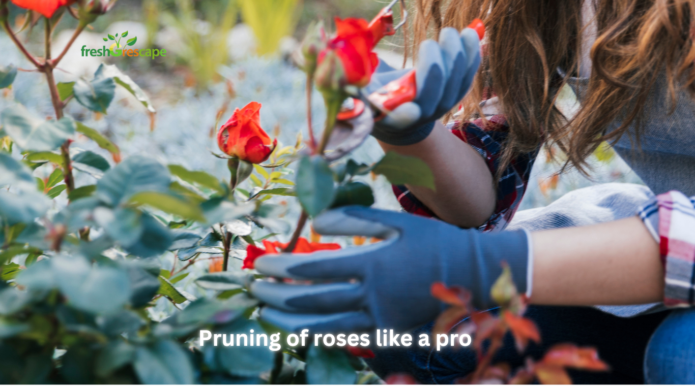 Inspect-the-Rose-Bush
