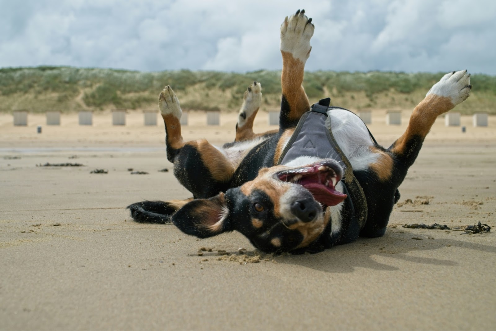 Sandy Paws and Salty Snouts: The Ultimate Guide to the Best Dog Beaches in the U.S.