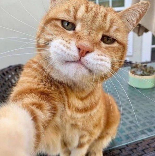 A cat taking a selfie

Description automatically generated