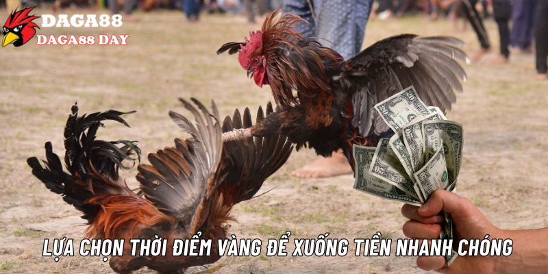 Xuống tiền đá gà ăn 8 đúng thời điểm để gia tăng tỷ lệ thắng cược