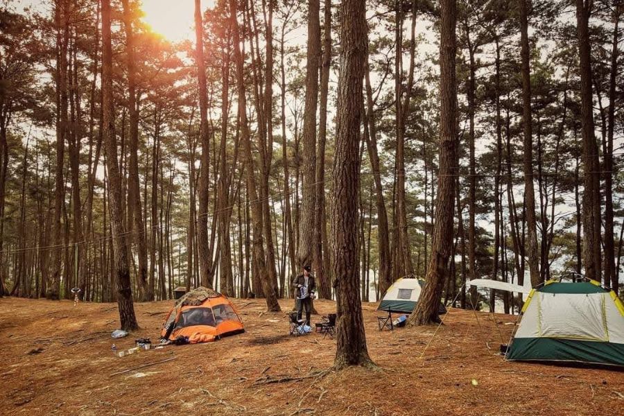 Camping in the Pine Forest. 