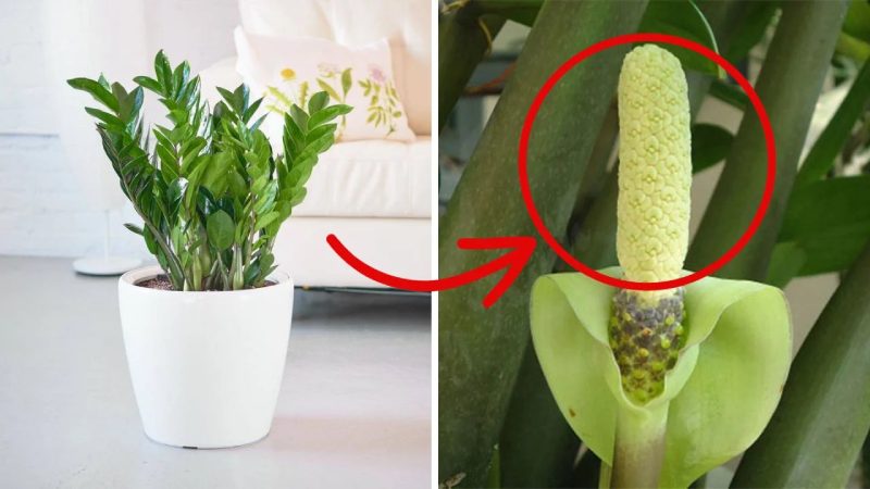 Tỷ Lệ Kèo Hôm Nay – Cập Nhật Chuẩn Từng Giây Tại Kèo Nhà Cái-8