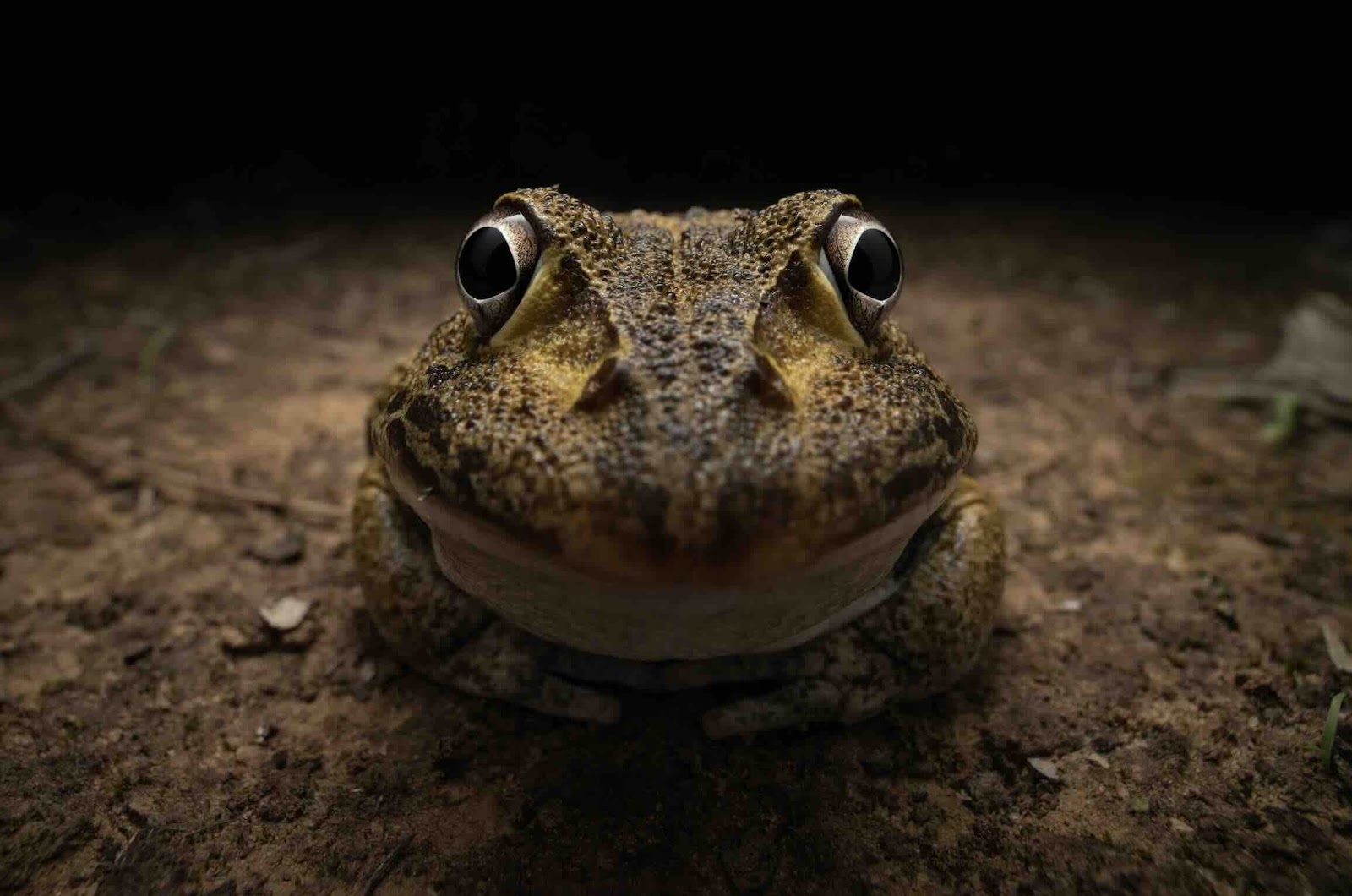 https://c02.purpledshub.com/uploads/sites/62/2024/12/Nikon-Comedy-Wildlife-Awards-awkward-smiley-frog.jpg