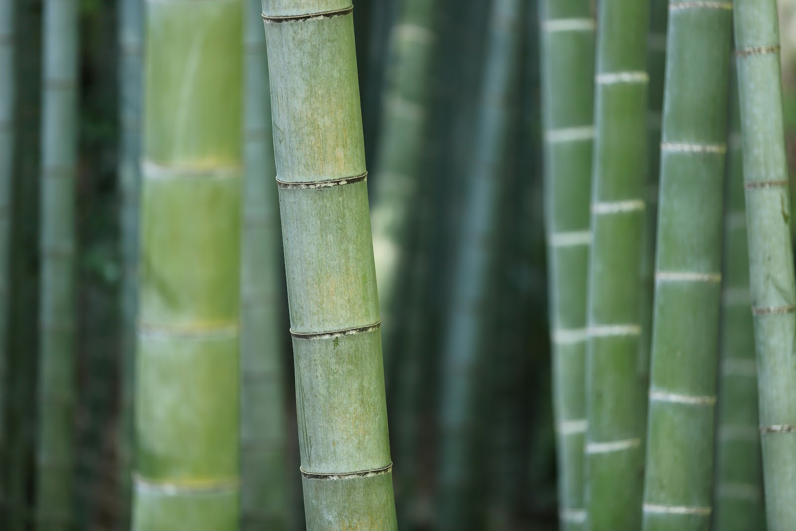 Bamboo scaffolding structure with natural materials