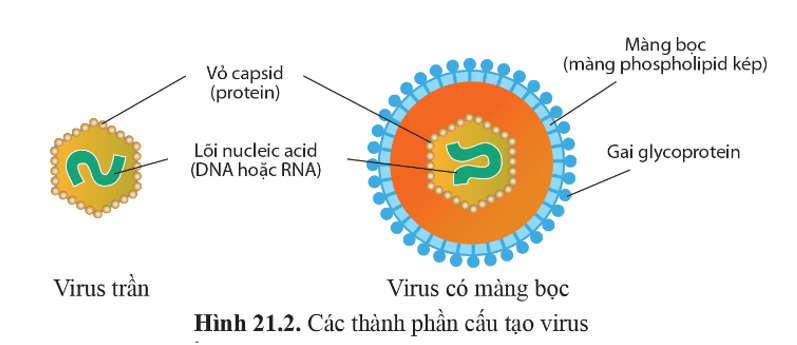 BÀI 21 - KHÁI NIỆM, CẤU TẠO VÀ CHU TRÌNH NHÂN LÊN CỦA VIRUS