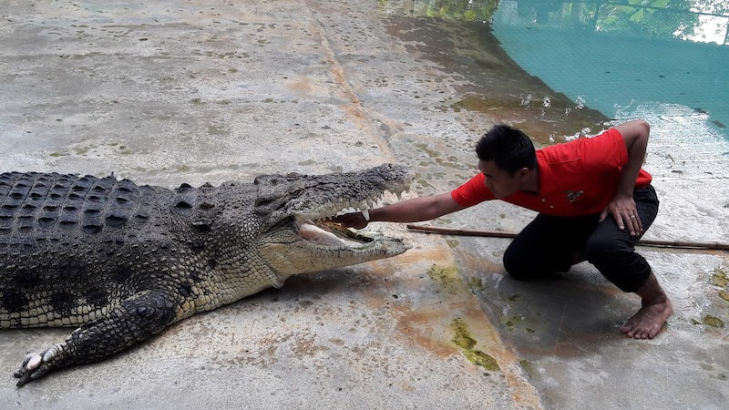 langkawi outdoor activities for a day time adventure crocodile adventureland langkawi