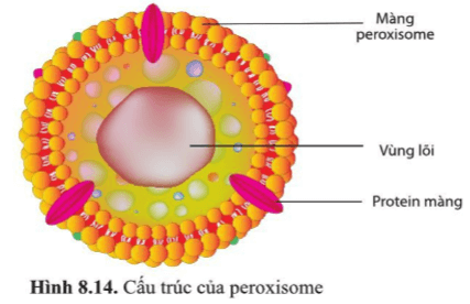 BÀI 8 - CẤU TRÚC TẾ BÀO NHÂN THỰC