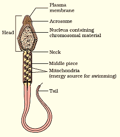 NCERT solutions class 12 Biology chapter 3 - 4