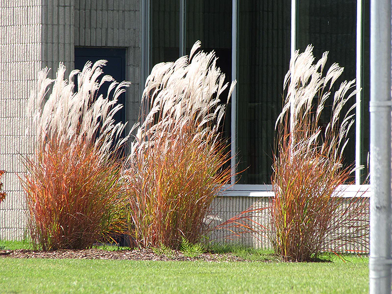 Miscanthus Height and Growth Habit