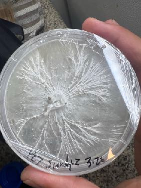 mycelium growth on agar plate