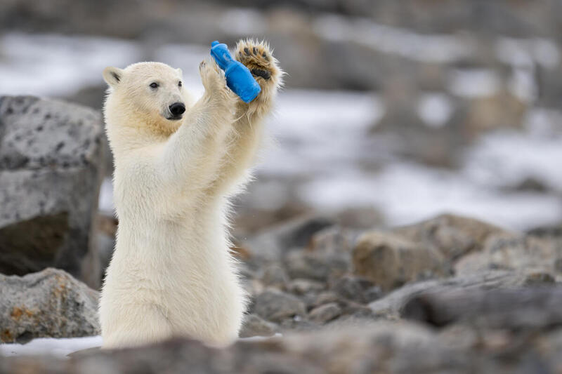 A polar bear plays with a blue plastic bottle