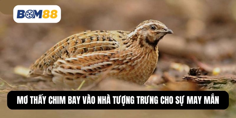 Mơ thấy chim cút báo hiệu vận may và tài lộc
