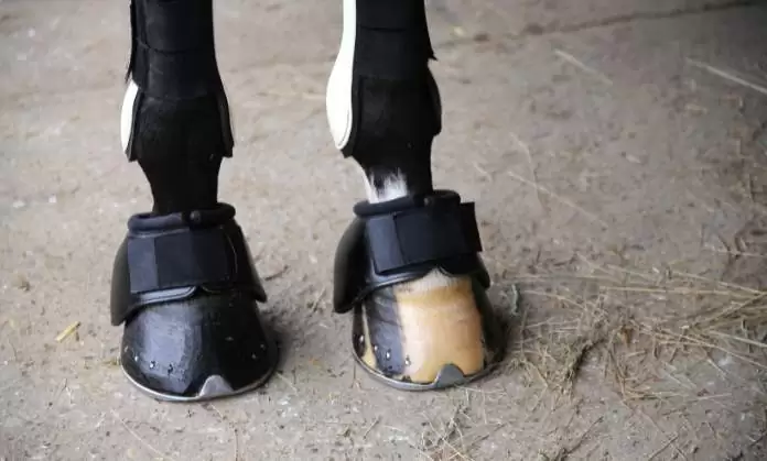 newborn horse hooves