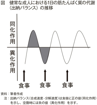 筋タンパクの代謝を表わしたグラフ