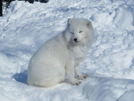 Polarfuchs