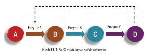 BÀI 13 - CHUYỂN HÓA VẬT CHẤT VÀ NĂNG LƯỢNG TRONG TẾ BÀOMỞ ĐẦUCâu 1: Tại sao khi hoạt động mạnh, thân nhiệt lại tăng cao hơn lúc bình thường?Đáp án chuẩn:Khi hoạt động mạnh, cơ thể thực hiện trao đổi chất để cung cấp năng lượng, dẫn đến sản sinh nhiệt năng và tăng thân nhiệt.I. NĂNG LƯỢNG VÀ CHUYỂN HÓA NĂNG LƯỢNGCâu 1: Trong tế bào có những dạng năng lượng nào? Dạng năng lượng nào được tế bào sử dụng chủ yếu? Đáp án chuẩn:- Trong tế bào có các dạng năng lượng: hóa năng, điện năng, nhiệt năng,vv..- Dạng năng lượng hóa năng được tế bào sử dụng chủ yếu. Câu 2: Quan sát Hình 13.1 và cho biết: a, Năng lượng loài linh dương sử dụng lấy từ đâu? Xác định dạng của năng lượng đó.b, Khi linh dương chạy, năng lượng được biến đổi như thế nào?Đáp án chuẩn:a, Linh dương lấy năng lượng từ thức ăn và nước uống, lưu trữ dưới dạng hóa năng trong các liên kết hóa học của thức ăn.b, Khi chạy, linh dương chuyển đổi hóa năng thành năng lượng động và nhiệt.Luyện tập: Năng lượng được sinh vật lấy vào qua thức ăn có bị thất thoát không? Giải thích.Đáp án chuẩn:Năng lượng từ thức ăn không thể chuyển hóa hết thành năng lượng sử dụng và tích lũy do nhiều nguyên nhân, dẫn đến sự thất thoát.II. ATP - “ĐỒNG TIỀN” NĂNG LƯỢNG CỦA TẾ BÀOCâu 3: Quan sát Hình 13.2, hãy nêu các thành phần cấu tạo của phân tử ATP.Đáp án chuẩn:3 nhóm phosphat, đường ribose, adenine.Câu 4: Tại sao liên kết giữa các nhóm phosphate được gọi là liên kết cao năng?Đáp án chuẩn:Liên kết giữa các nhóm phosphate được gọi là liên kết cao năng vì khi liên kết này bị bẻ gãy sẽ giải phóng ra một lượng lớn năng lượngCâu 5: ATP được dùng để cung cấp năng lượng cho các hoạt động nào sau đây?a, Hoạt động lao độngb, Tổng hợp các chấtc, Vận chuyển thụ độngd, Co cơĐáp án chuẩn:ATP được dùng để cung cấp năng lượng cho các hoạt động :a, Hoạt động lao độngb, Tổng hợp các chấtd, Co cơCâu 6: Quan sát Hình 13.3, hãy mô tả quá trình tổng hợp và phân giải ATP.Đáp án chuẩn:Khi tế bào sử dụng ATP để cung cấp năng lượng, ATP bị phân giải thành ADP và phosphate, giải phóng năng lượng. Phosphate này sau đó liên kết với chất cần năng lượng. Sau khi hoàn thành chức năng, phosphate liên kết trở lại với ADP để tái tạo ATP.Câu 7: Các nhận định dưới đây là đúng hay sai? Giải thích.a, Quá trình (1) là sự giải phóng năng lượng.b, Quá trình (2) là sự tích lũy năng lượng.Đáp án chuẩn:Quá trình (2) là sự tích lũy năng lượng do liên kết năng lượng cao bị bẻ gãy, dẫn đến giải phóng năng lượng. Quá trình (1) là quá trình tiêu tốn năng lượng do hình thành liên kết năng lượng cao.Luyện tập 2: Tại sao ATP được gọi là  đồng tiền