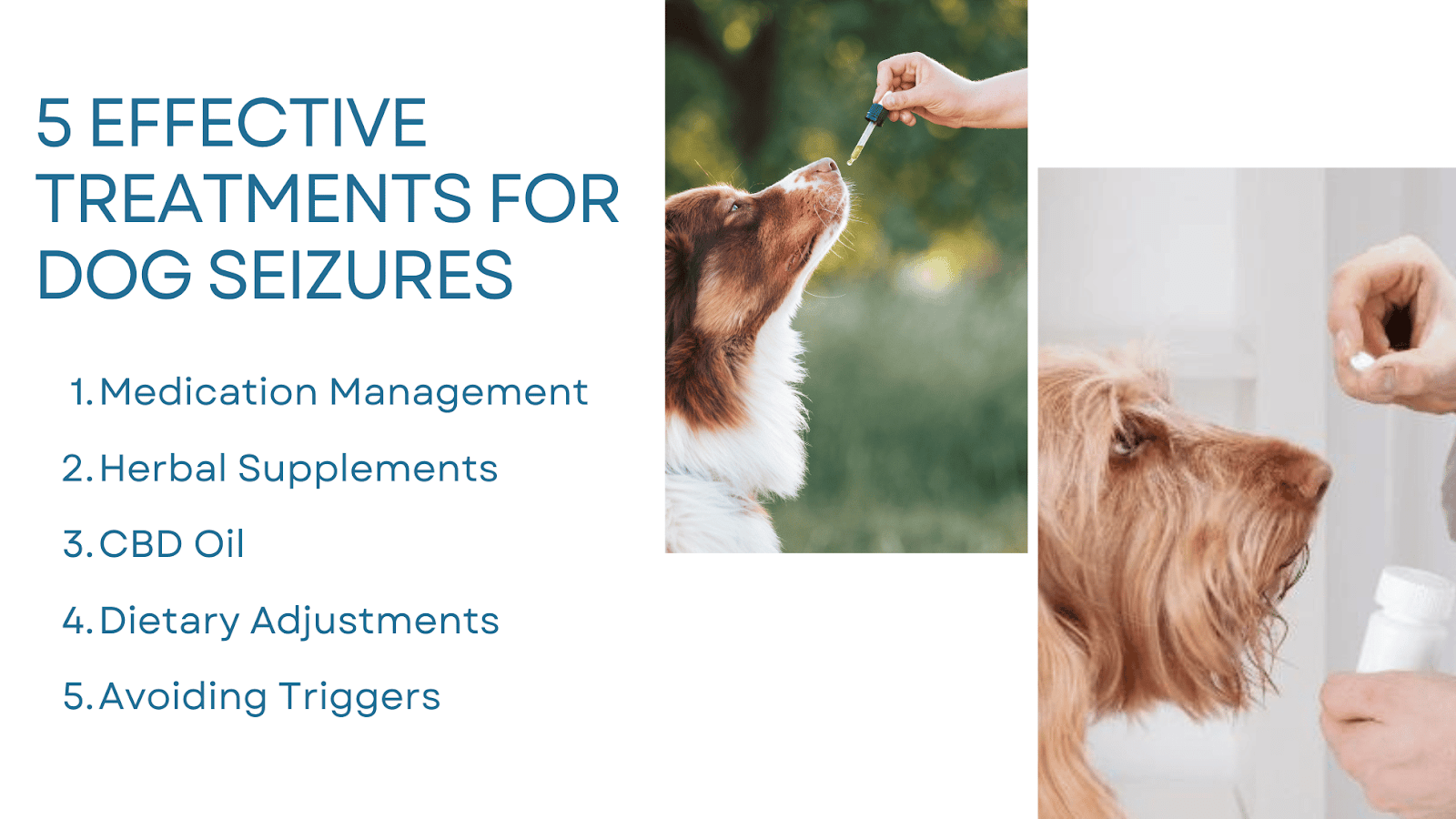 This infographic details 5 effective treatments for dog seizures