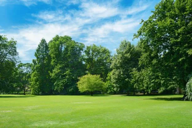12 Forest Glades Caught in Morning Light, forest glade, morning sun, nature, landscape, woodland peace, light patch