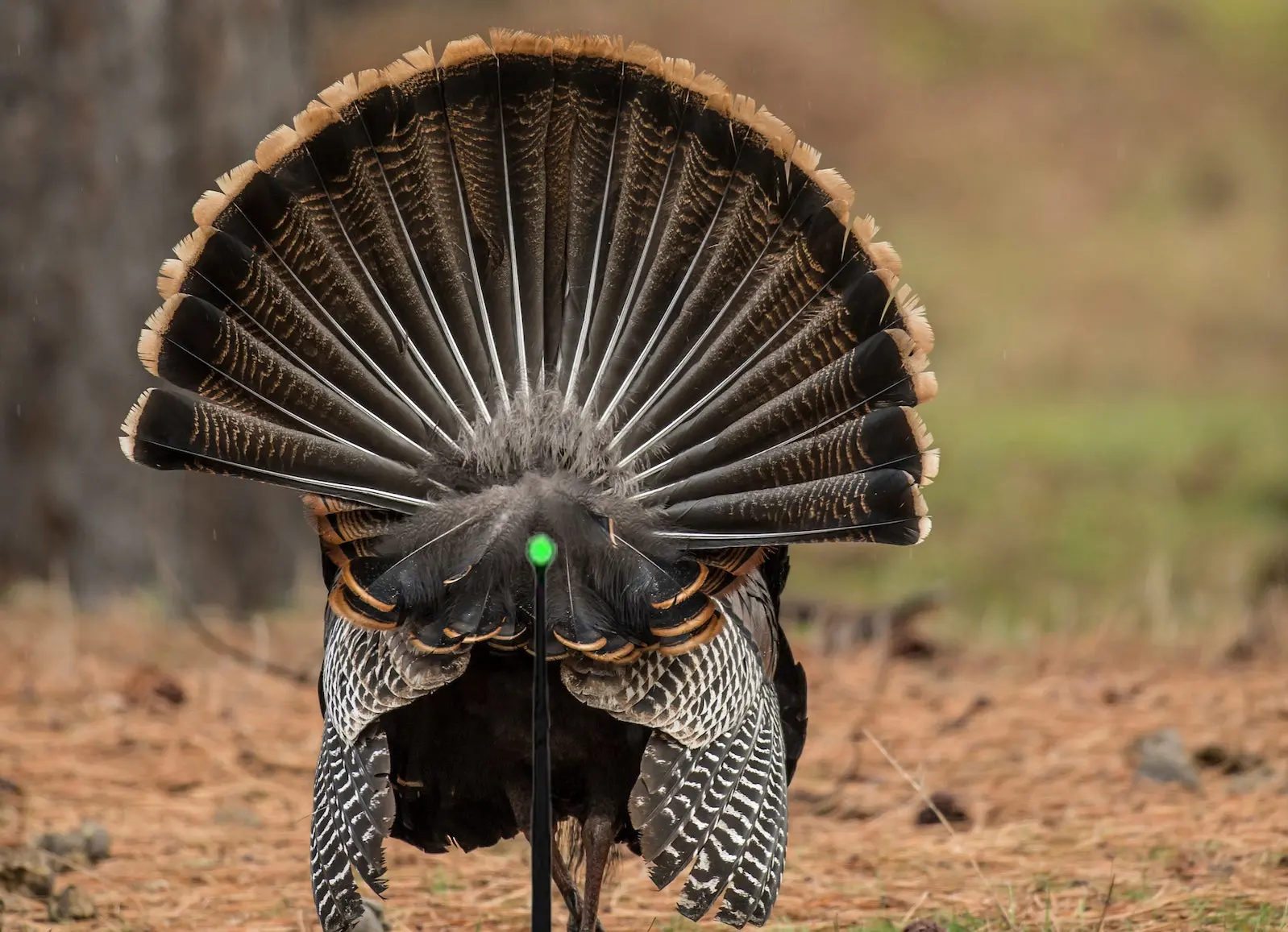 4. Strutting Away From You​