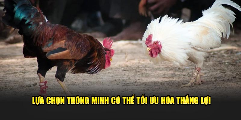 Lựa chọn thông minh có thể tối ưu hóa thắng lợi