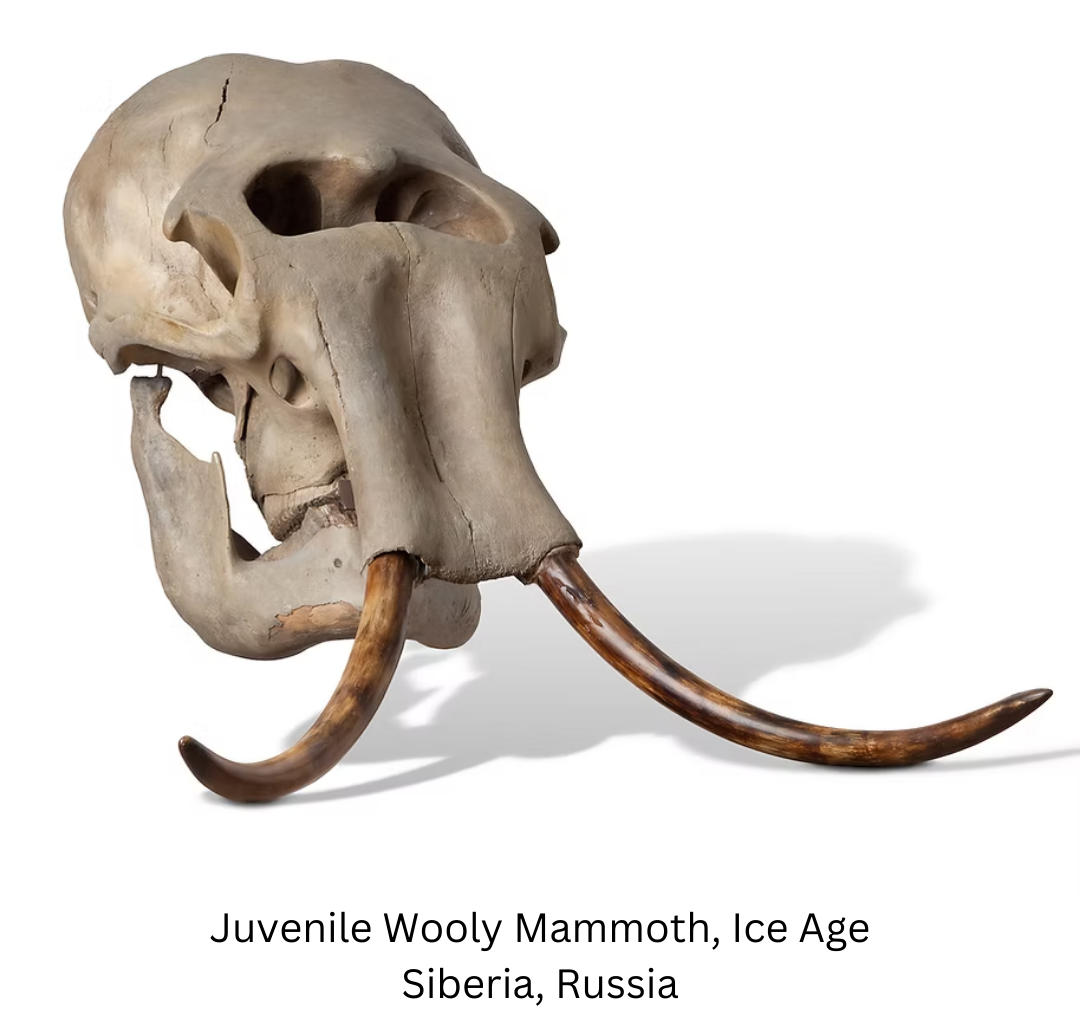 Juvenile Wooly Mammoth, Ice Age Siberia, Russia