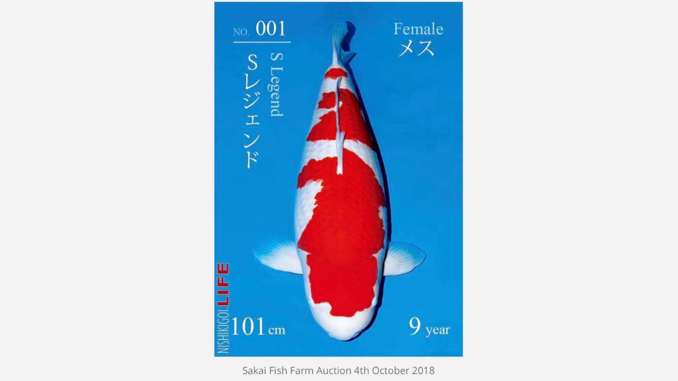 A red and white fish on a blue background

Description automatically generated