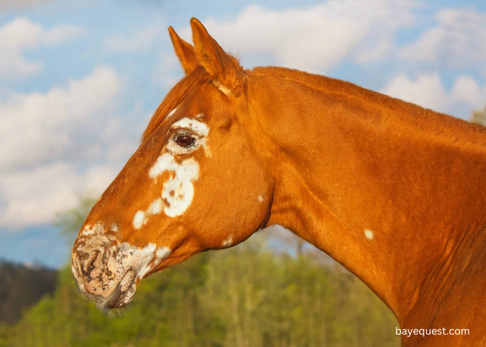 Ermine Horse Face Markings