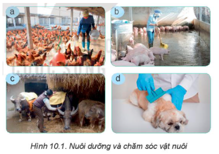 BÀI 10: NUÔI DƯỠNG VÀ CHĂM SÓC VẬT NUÔI