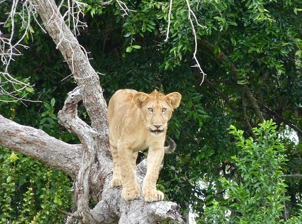 Lion tree Nyerere National Park