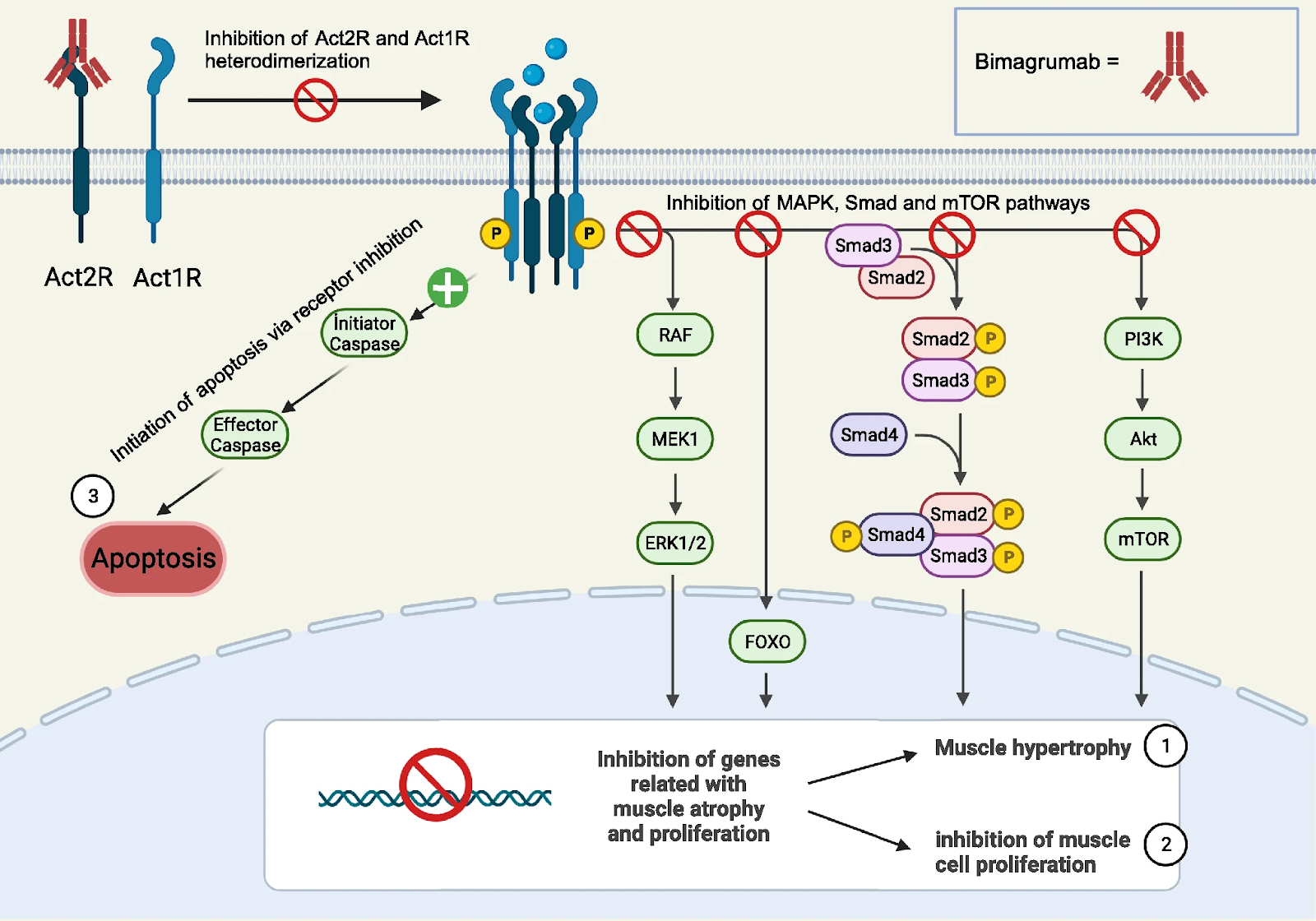 Mechanism of Action of Bimagrumab which targets Activin type 2 receptors