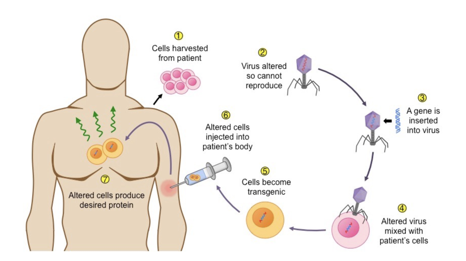 A diagram of a human body

AI-generated content may be incorrect.