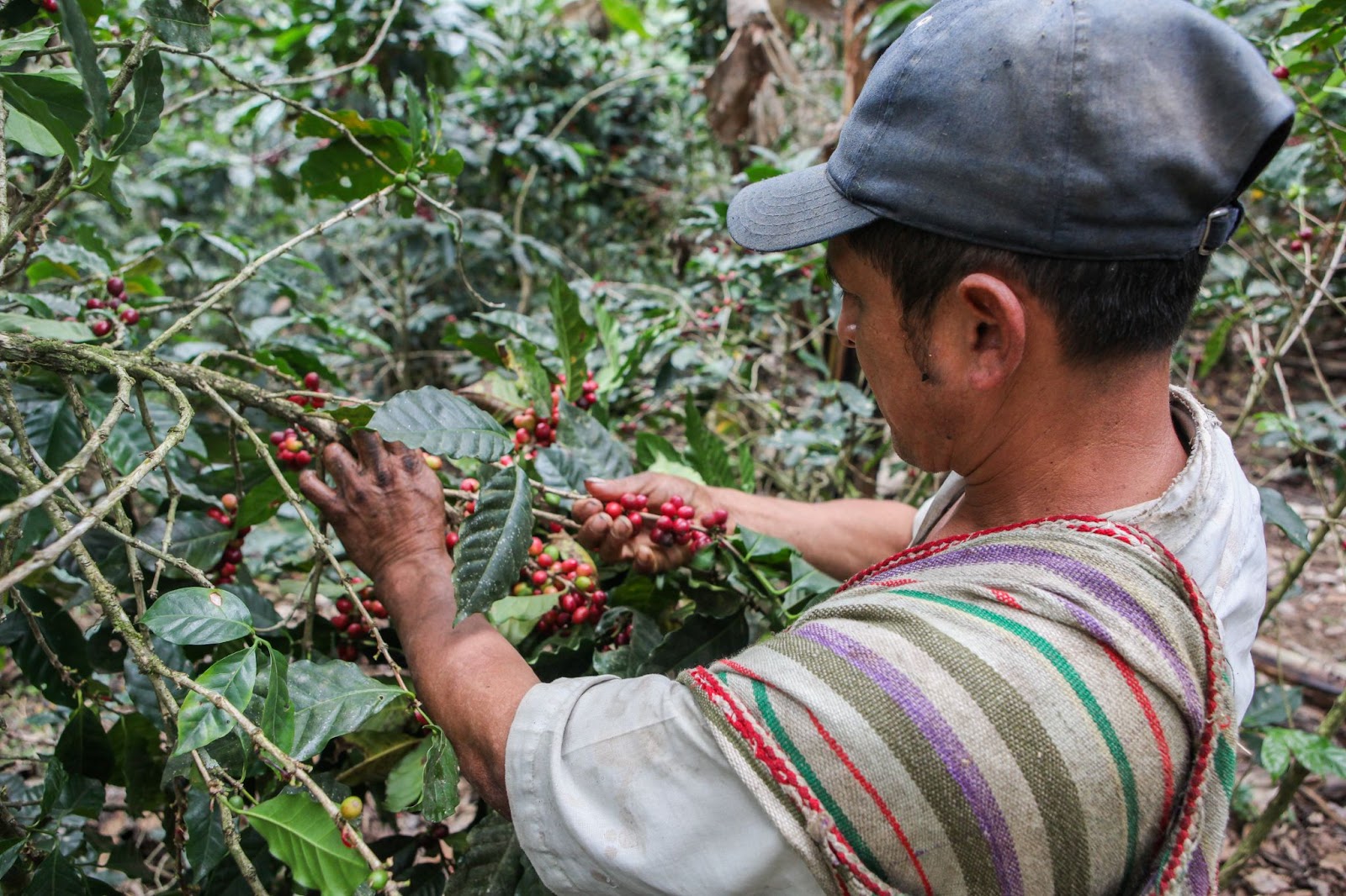 A coffee plant with coffee cherries growing on it in a shaded environment