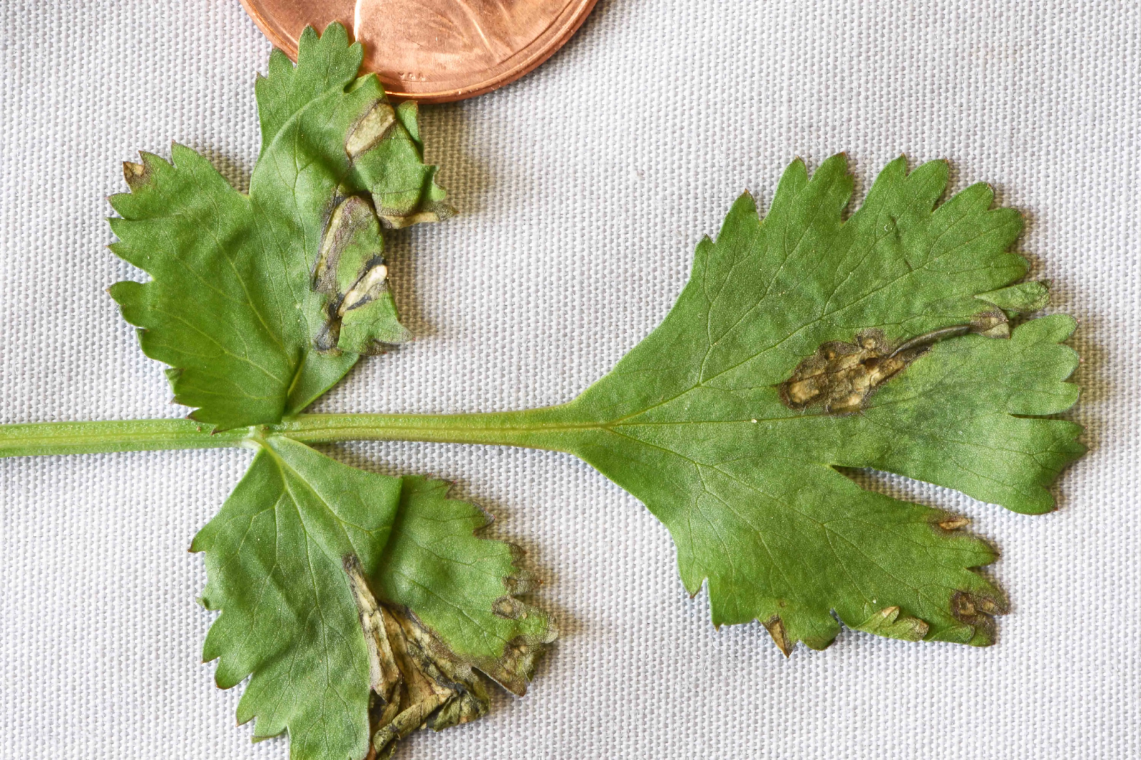 Cilantro Diseases